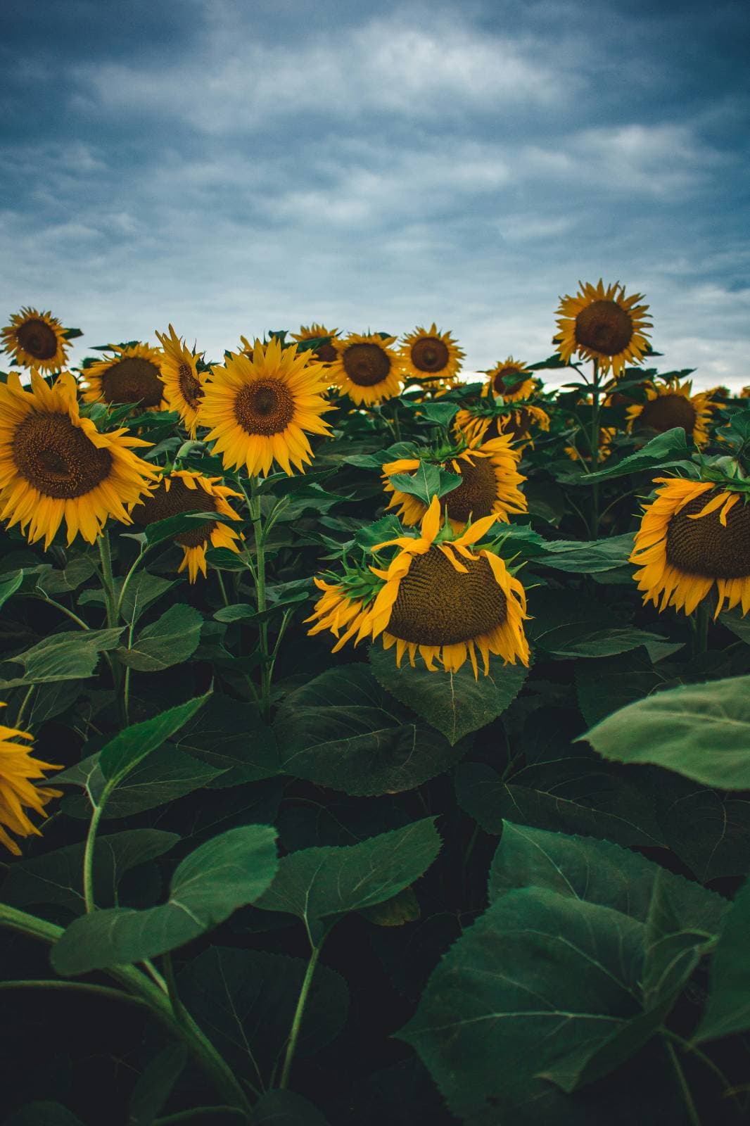 Sunflower field at sunrise